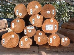 Burma Teak Logs wooden