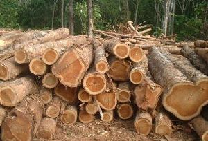 Malyasian Hardwood Logs wooden