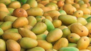 Fresh Mango