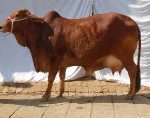 Live Sahiwal Cow