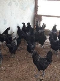 Kadaknath Chicken