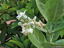 Calotropis Gigantea