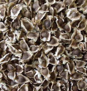 Dried Moringa seeds