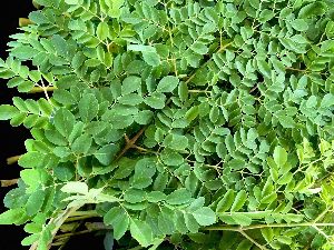 Moringa Leaves