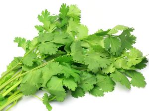 Coriander Leaves