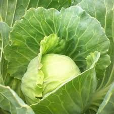 Fresh Cabbage