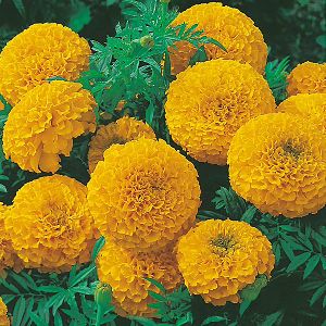 African Marigold Flower