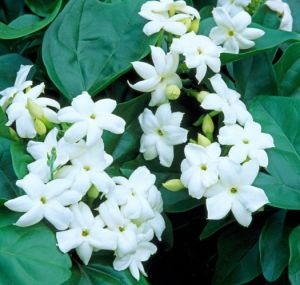 arabian jasmine flower