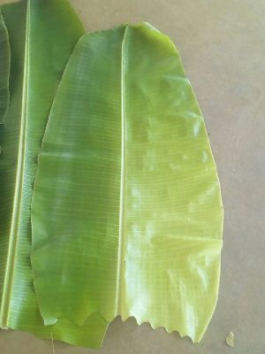 Banana Leaves