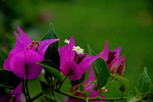 bougainvillea flower