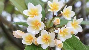 Frangipani Flower