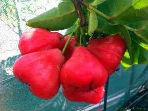 Jambu Fruit