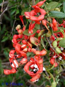 Madras Thorn Fruit