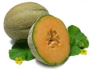 muskmelon fruit