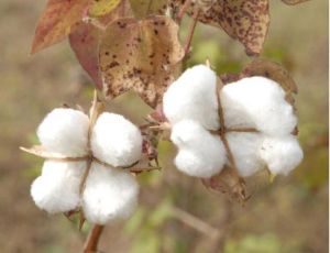 indian cotton