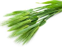 barley grass