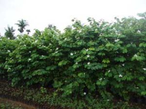 Bauhinia Variegata Alba Plant