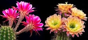 Cactus Flowers