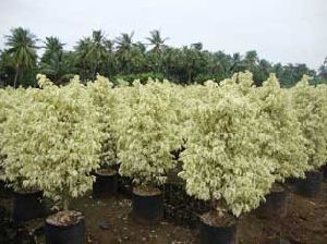 Ficus Star light plant