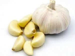 Fresh Garlic