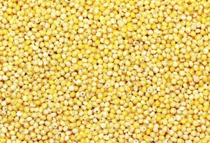 Yellow Millet Seeds