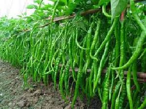 Fresh Green Chili