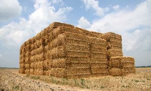 Paddy Straw Bales