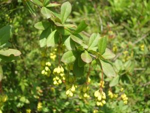 Berberis aristata