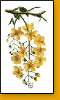 Cassia Fistula