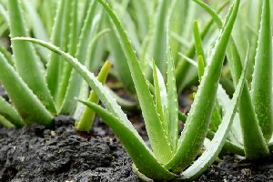 Aloe vera Plants