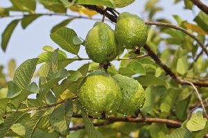 Guava Plants