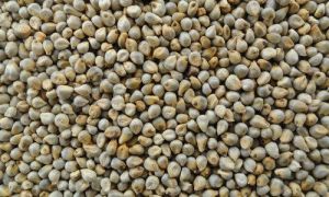 Millet Seeds