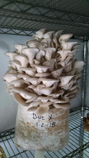 Oyester Mushroom