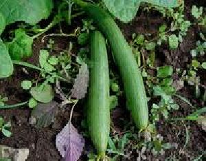 HYBRID SPONGE GOURD SADABAHAR