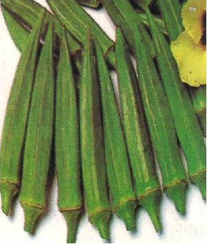 OKRA(Bhindi) HYBRID