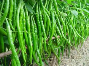 Hybrid Vegetable Seeds