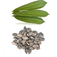 ridge gourd seeds