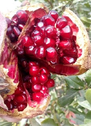 Fresh Red Pomegranates