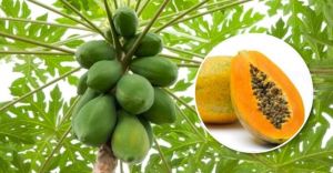 Fresh Papaya