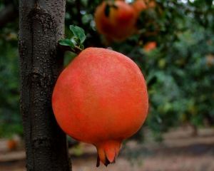 Fresh pomegranate