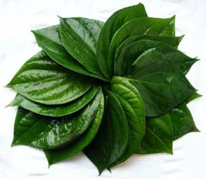 Betel Leaves