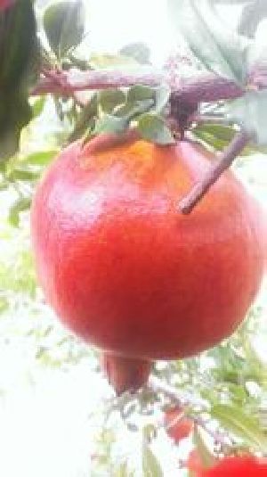 Fresh pomegranate