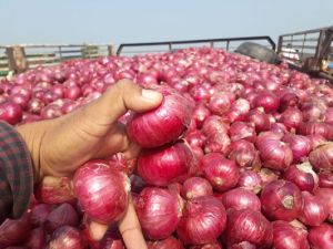 Onions