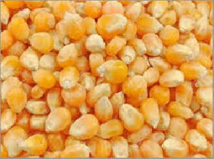 dry maize