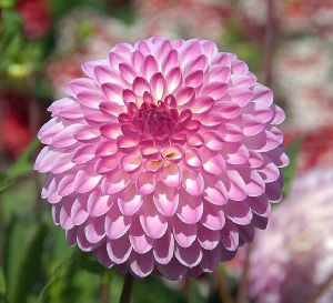 Fresh Dahlia Flower