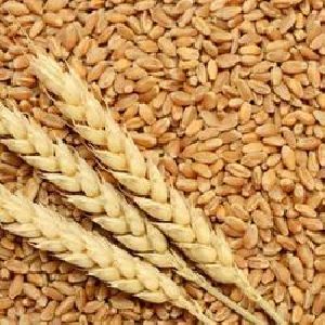 322 Wheat Seeds