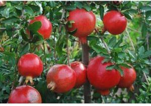 Fresh pomegranate