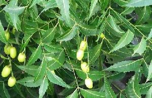 Neem Powder