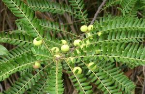 Phyllanthus Niruri Powder