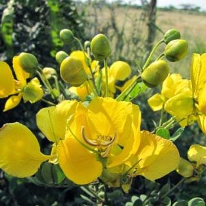 Senna Auriculata Powder